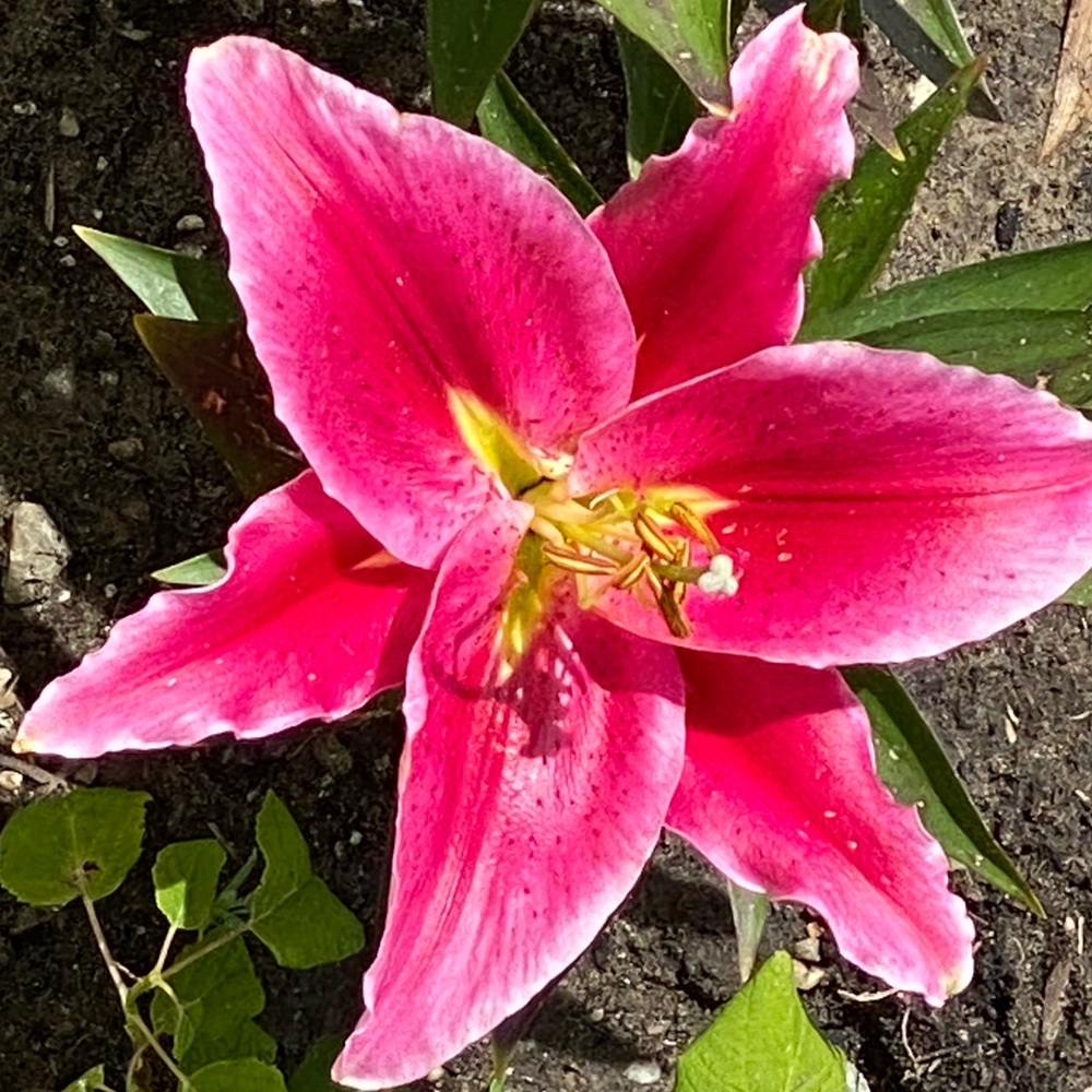 Meet your Posher, Natalie